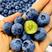 山东蓝莓莱克西蓝莓瑞卡薄雾蓝莓电商精选大果品质保证