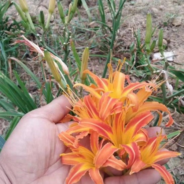 台湾黄花泡茶泡水高山一号黄花菜种苗