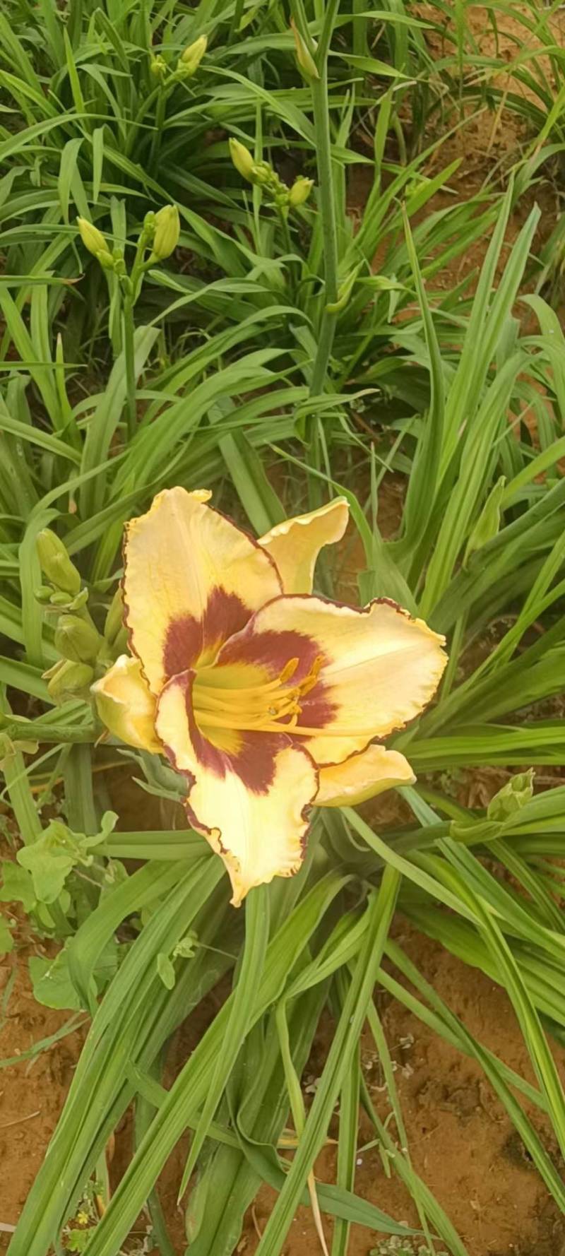 台湾黄花泡茶泡水高山一号黄花菜种苗