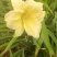 台湾黄花泡茶泡水高山一号黄花菜种苗
