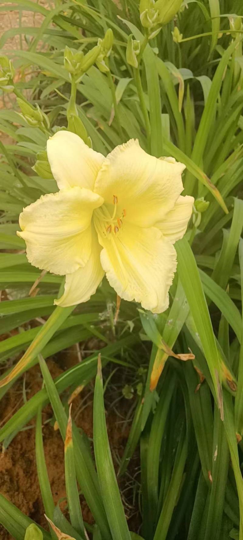 台湾黄花泡茶泡水高山一号黄花菜种苗