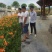 台湾黄花泡茶泡水高山一号黄花菜种苗