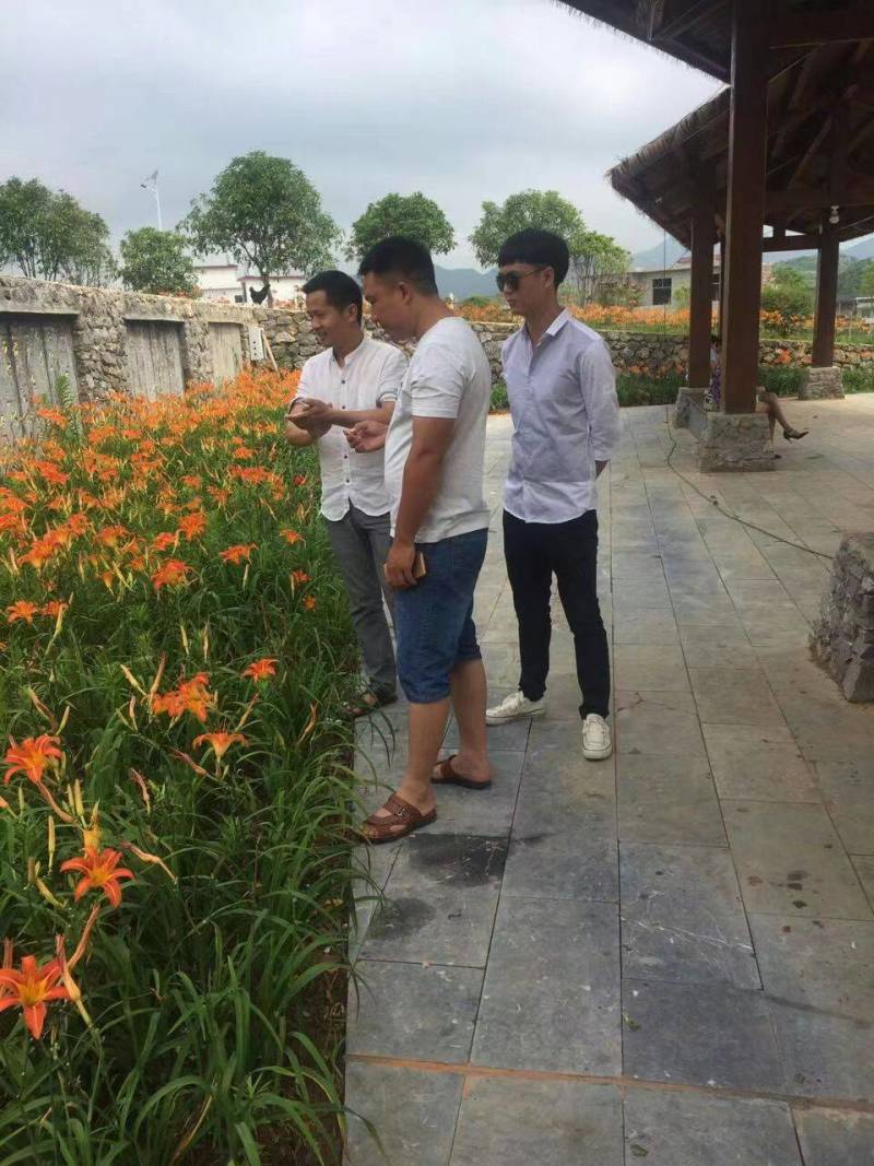 台湾黄花泡茶泡水高山一号黄花菜种苗