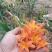 台湾黄花泡茶泡水高山一号黄花菜种苗