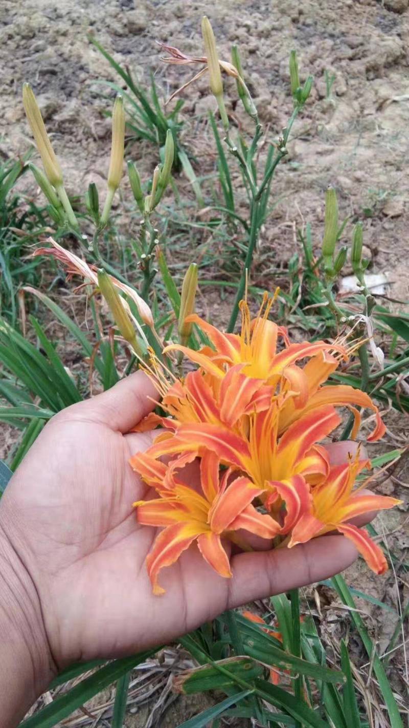 台湾黄花泡茶泡水高山一号黄花菜种苗