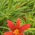 台湾黄花泡茶泡水高山一号黄花菜种苗