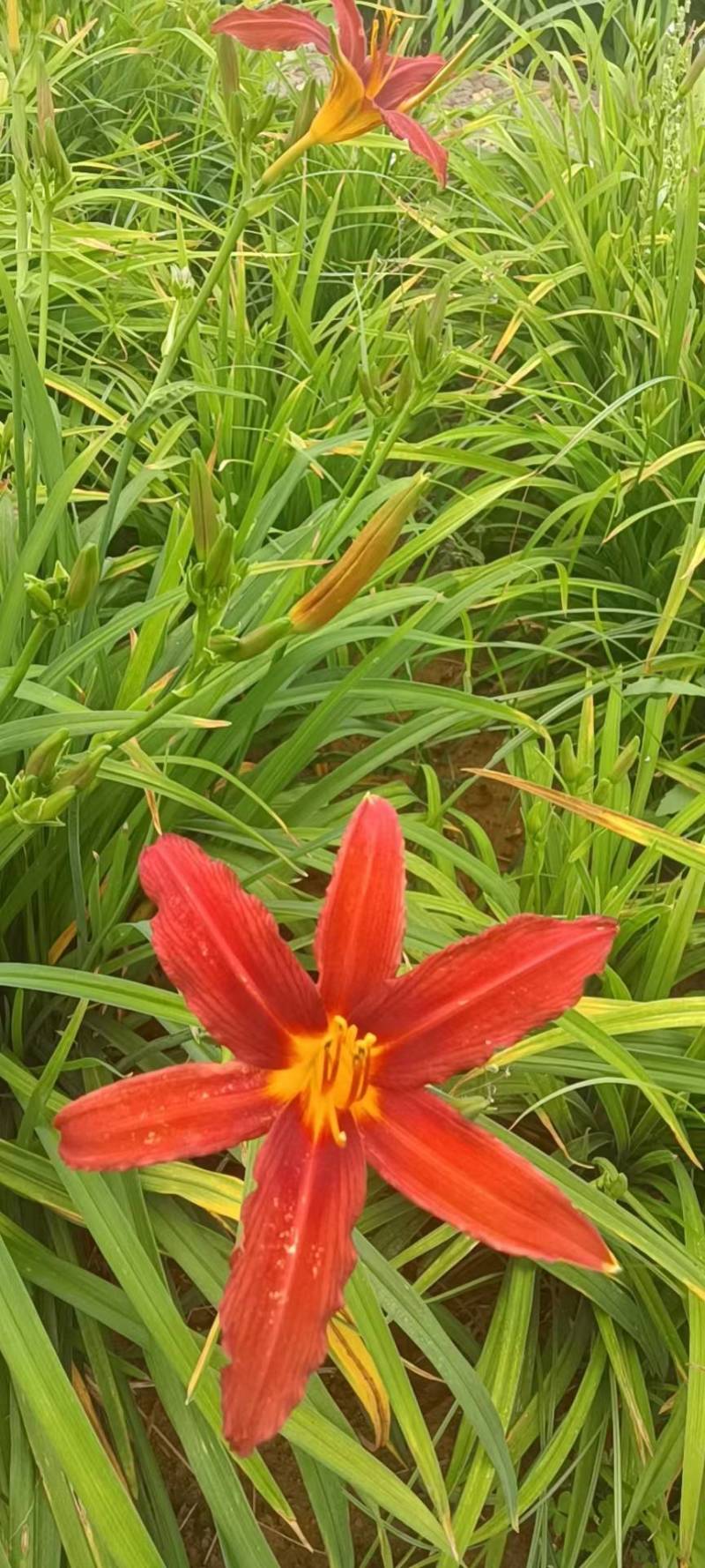 台湾黄花泡茶泡水高山一号黄花菜种苗