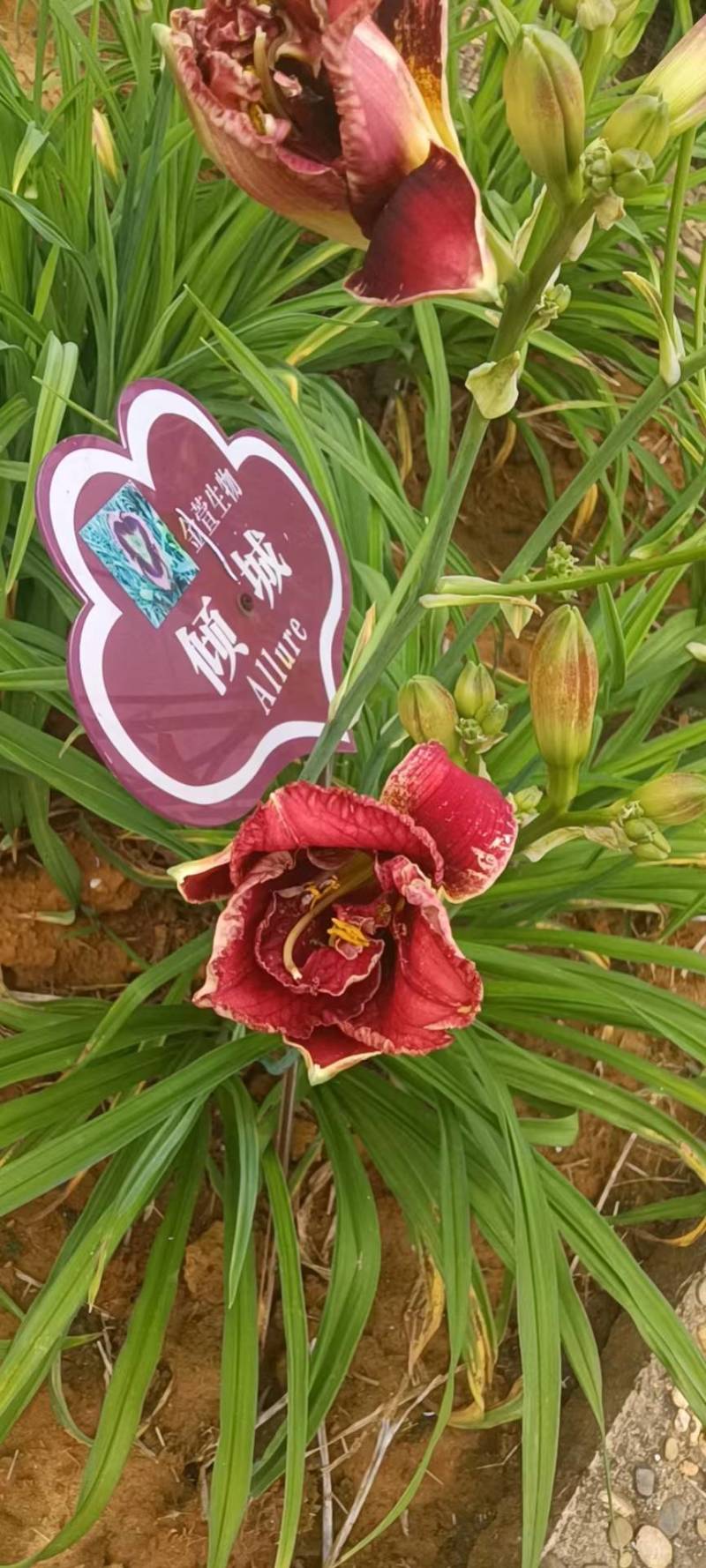 台湾黄花泡茶泡水高山一号黄花菜种苗