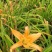 台湾黄花泡茶泡水高山一号黄花菜种苗