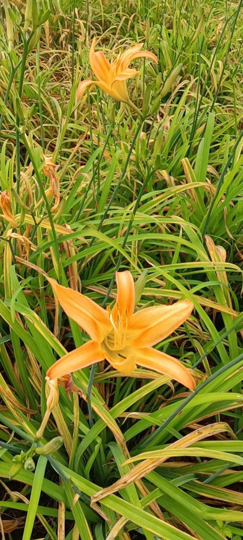 台湾黄花泡茶泡水高山一号黄花菜种苗