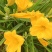 台湾黄花泡茶泡水高山一号黄花菜种苗