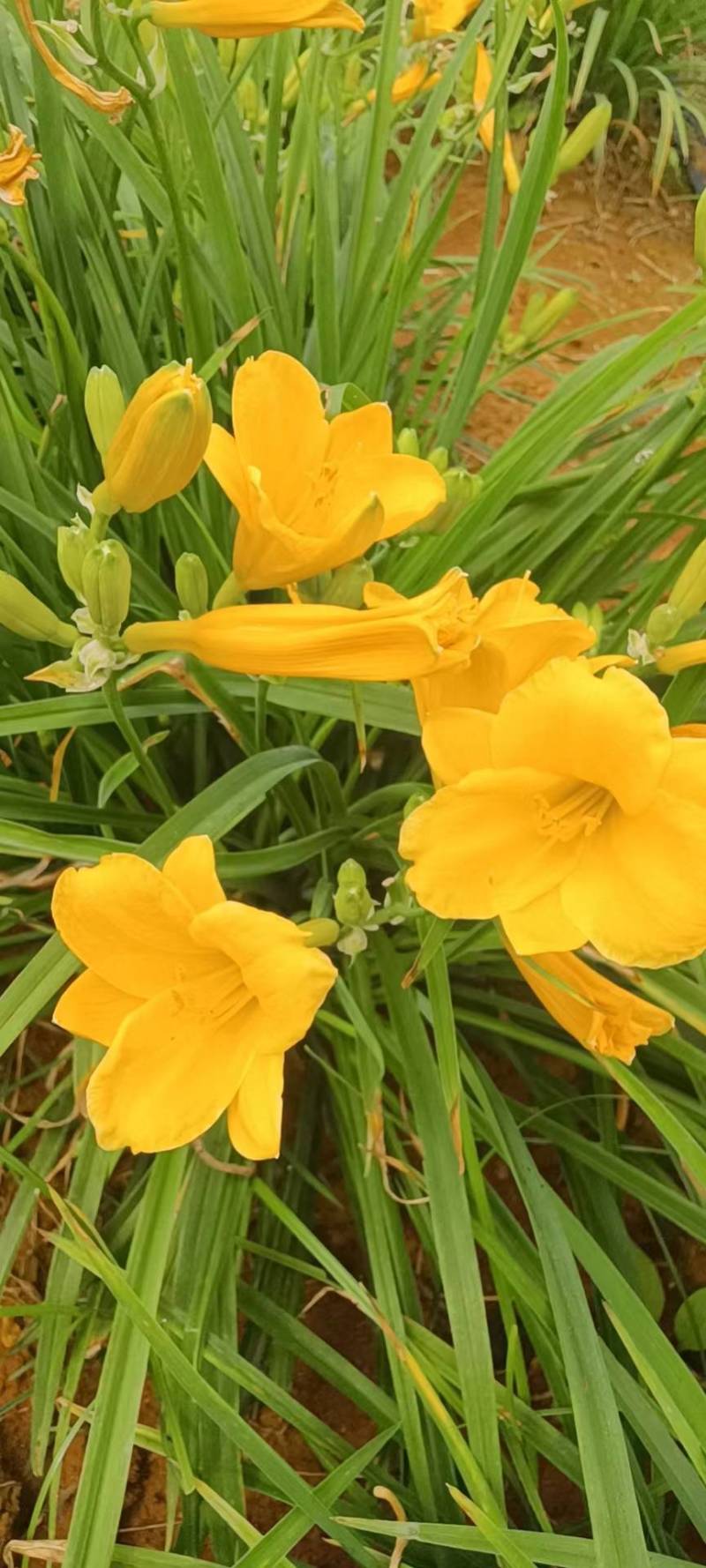 台湾黄花泡茶泡水高山一号黄花菜种苗