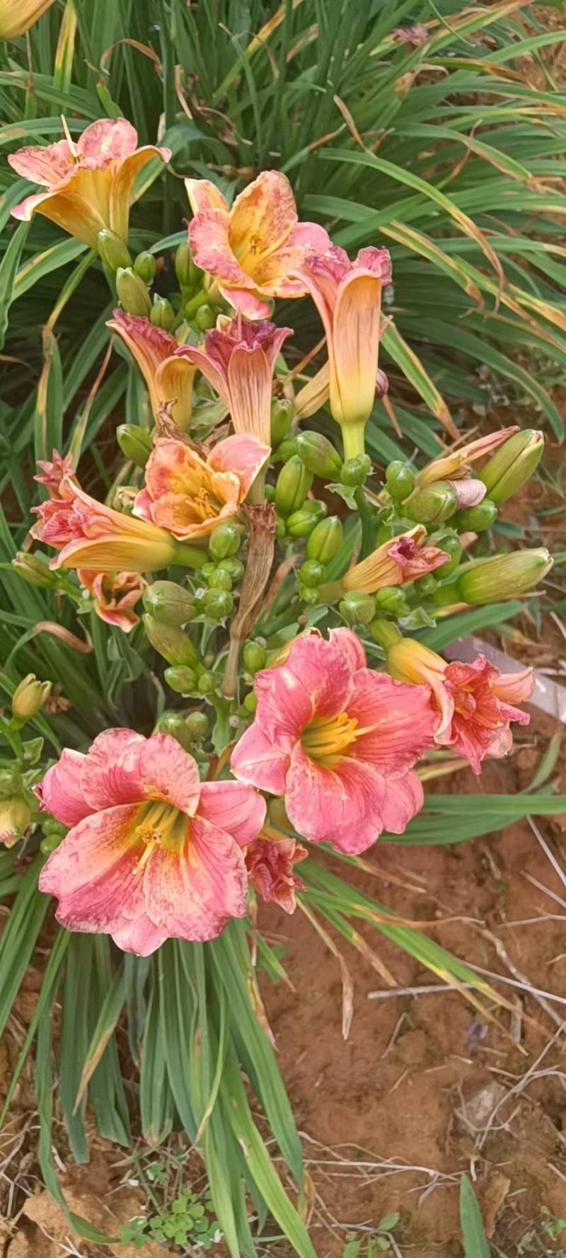 台湾黄花泡茶泡水高山一号黄花菜种苗