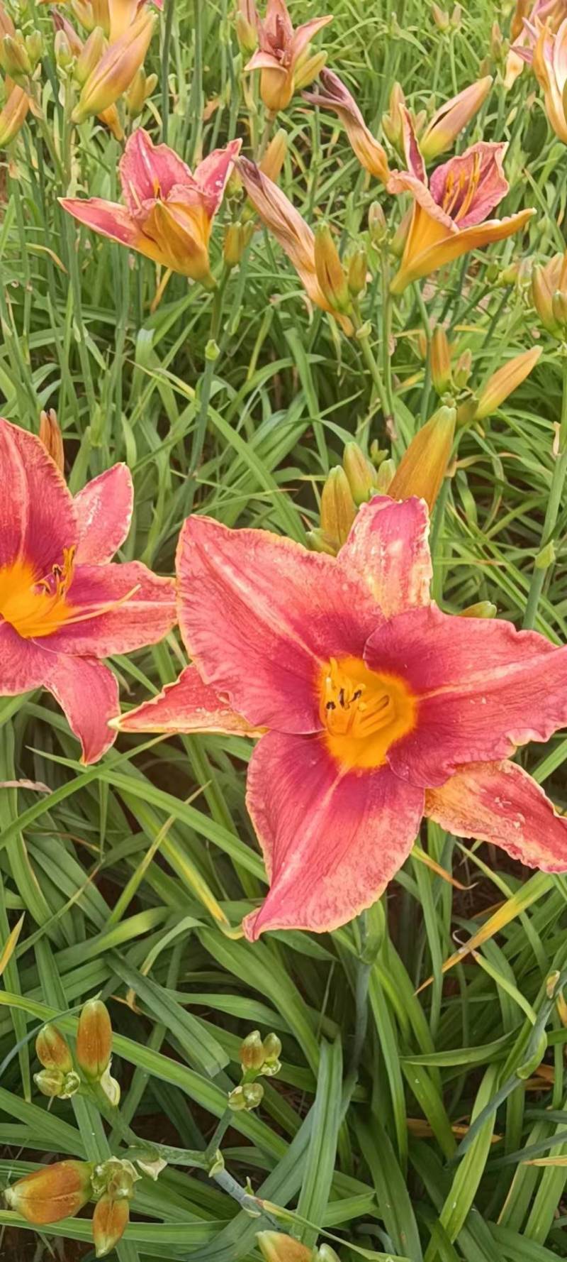台湾黄花泡茶泡水高山一号黄花菜种苗