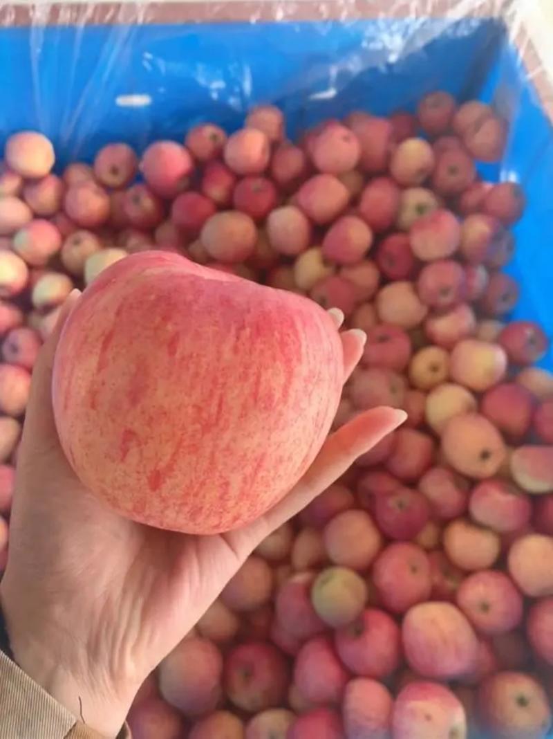 【苹果】山东红富士苹果大量供应脆甜多汁全国发货
