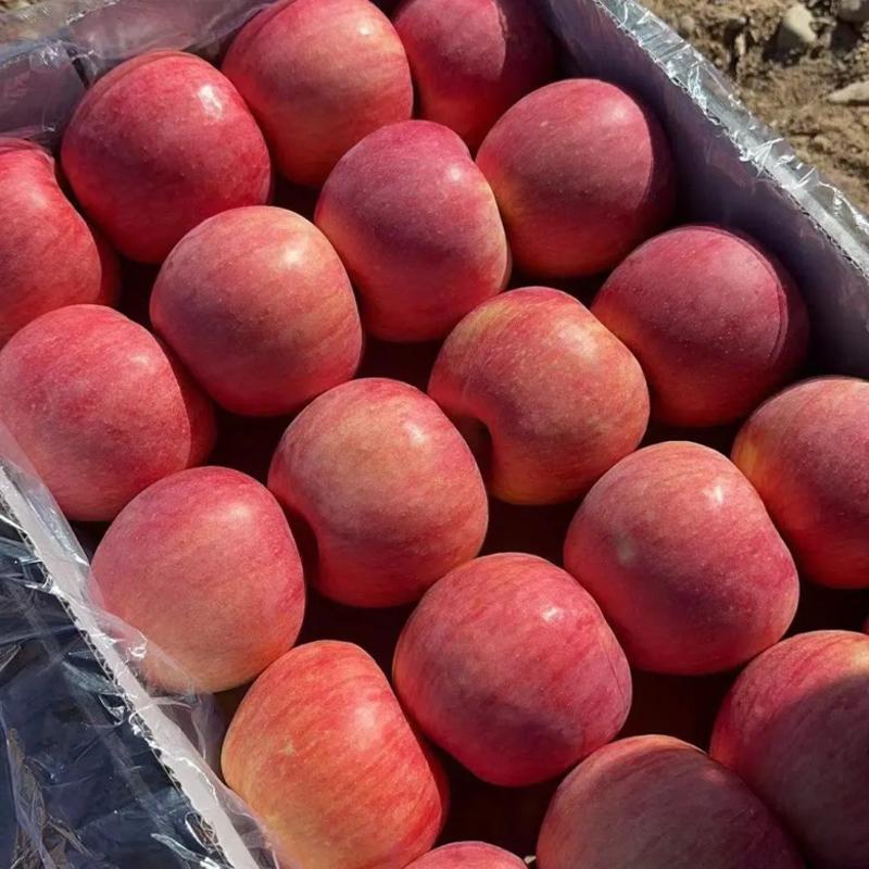 【苹果】山东红富士苹果大量供应脆甜多汁全国发货