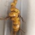 优质野生金果榄，各种规格选货，欢迎来店咨询