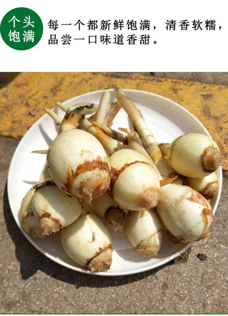 新鲜茨菇