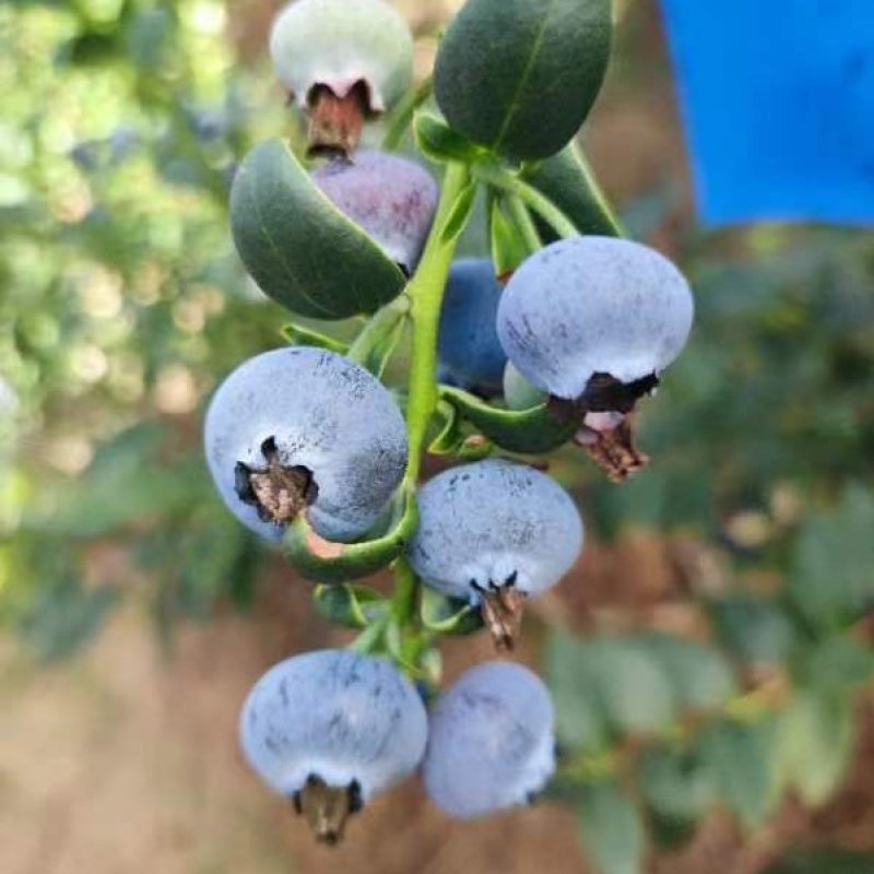 贵州省黔东南麻江县灿烂蓝莓鲜果工厂直供基地直发可看货发货