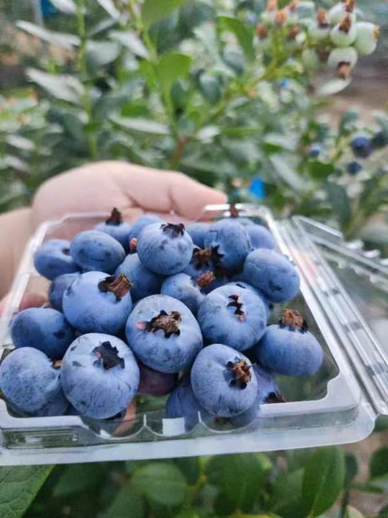 贵州省黔东南麻江县灿烂蓝莓鲜果工厂直供基地直发可看货发货