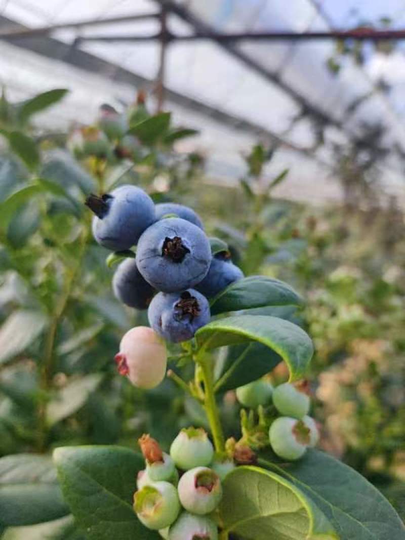 贵州省黔东南麻江县灿烂蓝莓鲜果工厂直供基地直发可看货发货