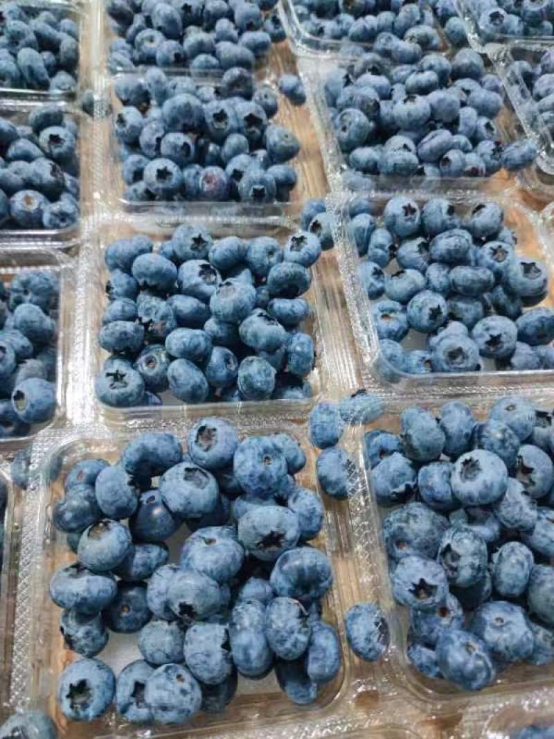 贵州省黔东南麻江县灿烂蓝莓鲜果工厂直供基地直发可看货发货