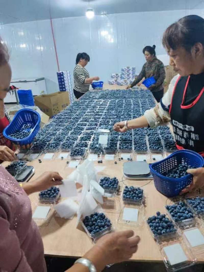云南澄江蓝莓鲜果工厂直供