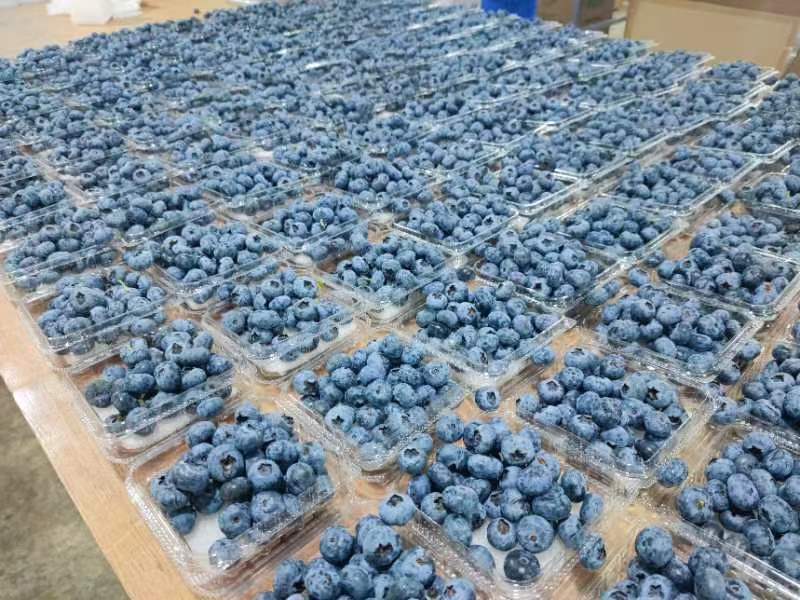 贵州省黔东南麻江县灿烂蓝莓鲜果工厂直供基地直发可看货发货