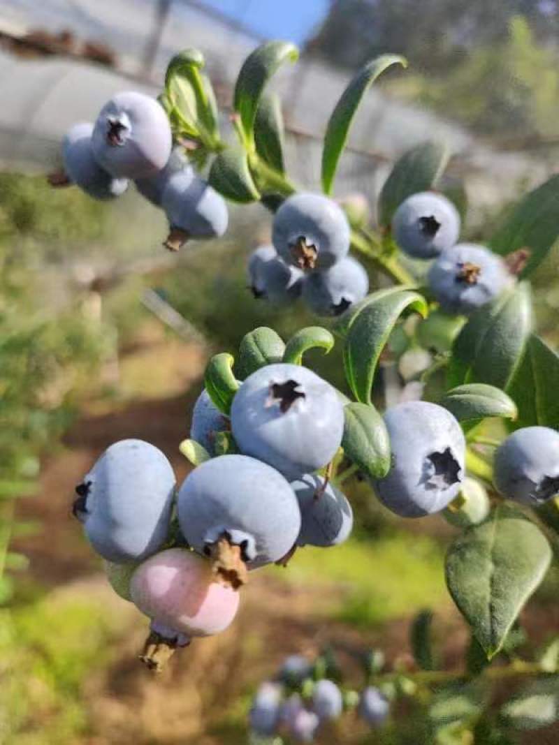 贵州省黔东南麻江县灿烂蓝莓鲜果工厂直供基地直发可看货发货