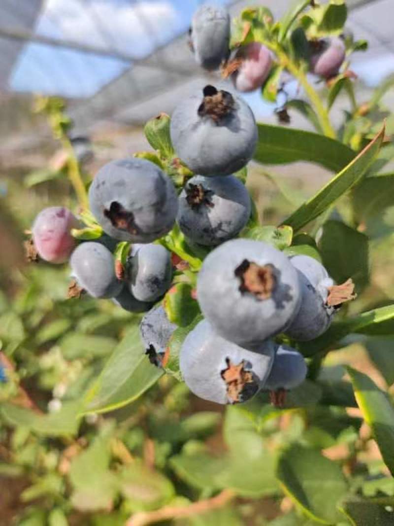 贵州省黔东南麻江县灿烂蓝莓鲜果工厂直供基地直发可看货发货