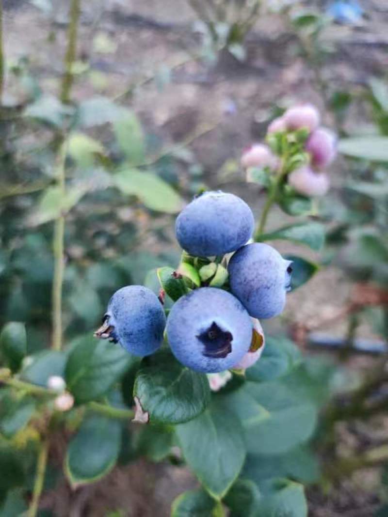 贵州省黔东南麻江县灿烂蓝莓鲜果工厂直供基地直发可看货发货