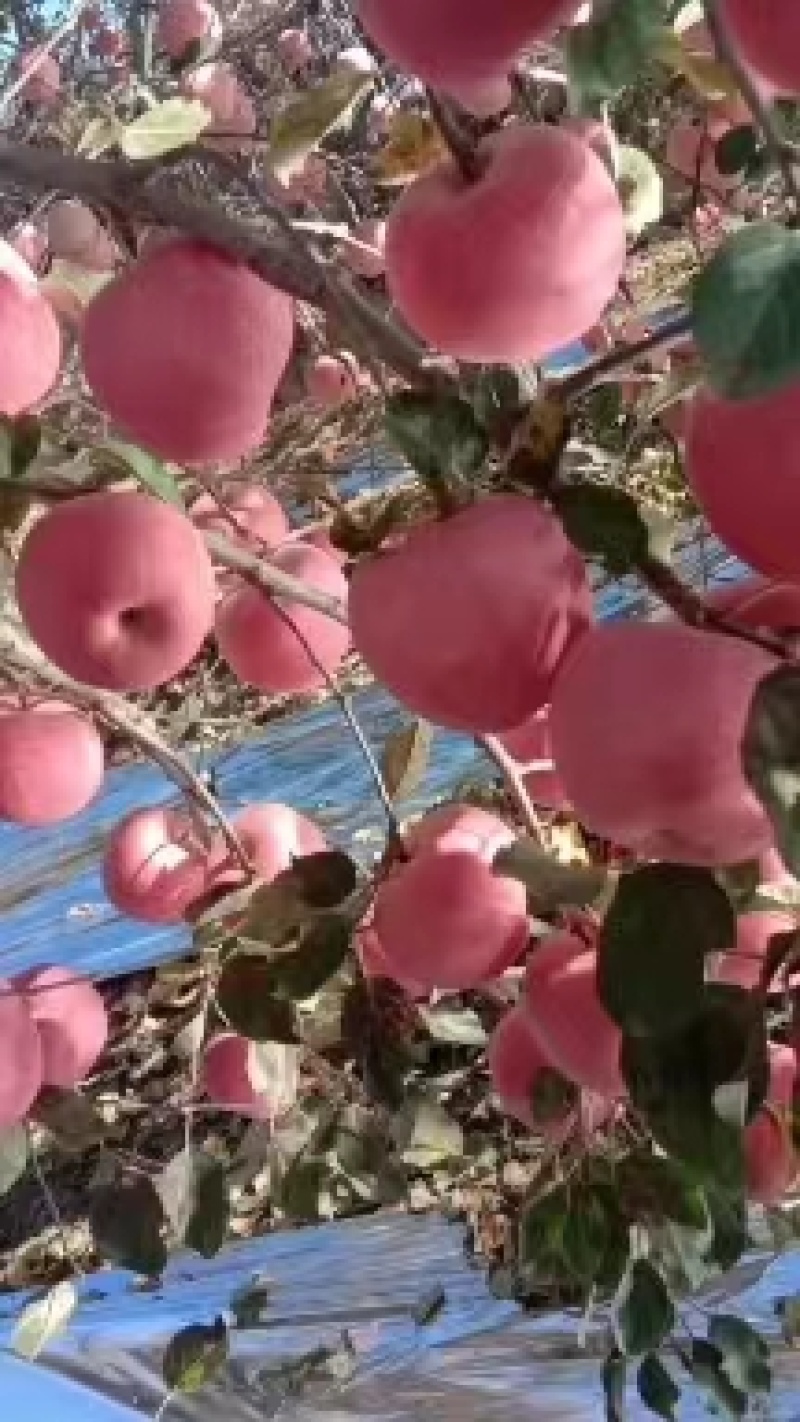 【红富士苹果】隰县苹果基地直发产地货源视频看货实地考察