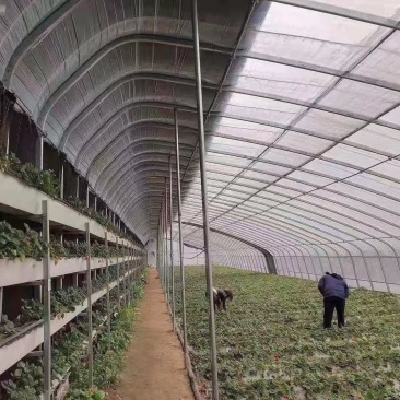 温室大棚大棚管