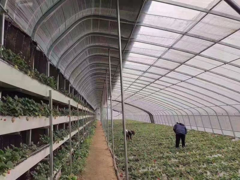 温室大棚大棚管