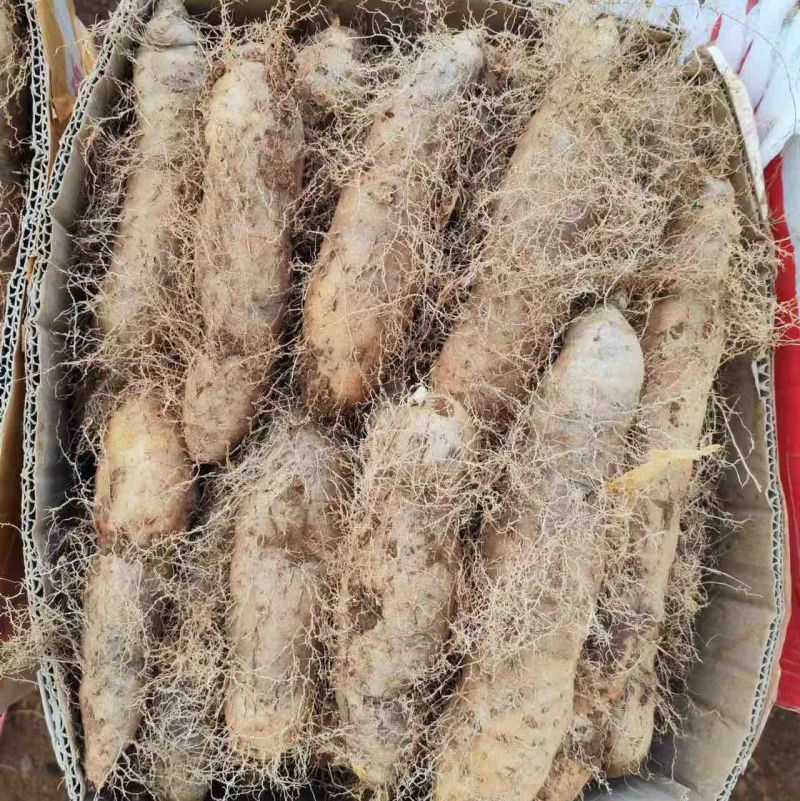【推荐】广东湛江精品毛薯，现挖现发，品质保证支持视频看货