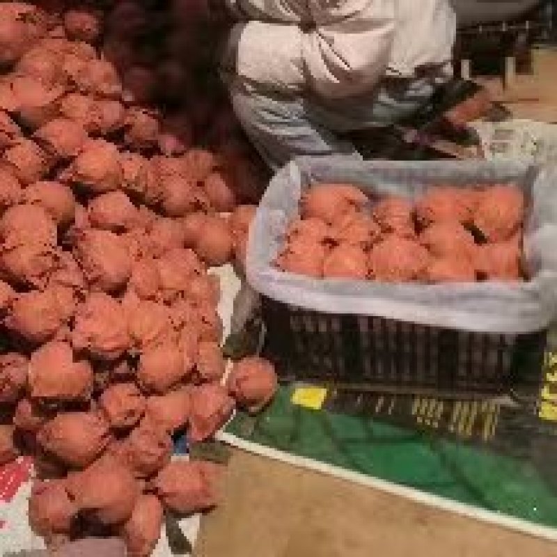 【热卖】隰县落树玉露香梨市场商超电商可供品质好价格优惠