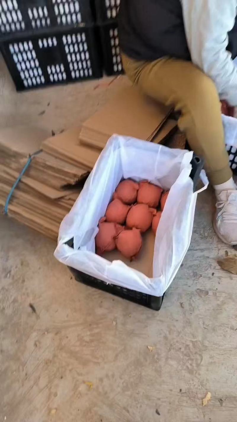 【热卖】隰县落树玉露香梨市场商超电商可供品质好价格优惠
