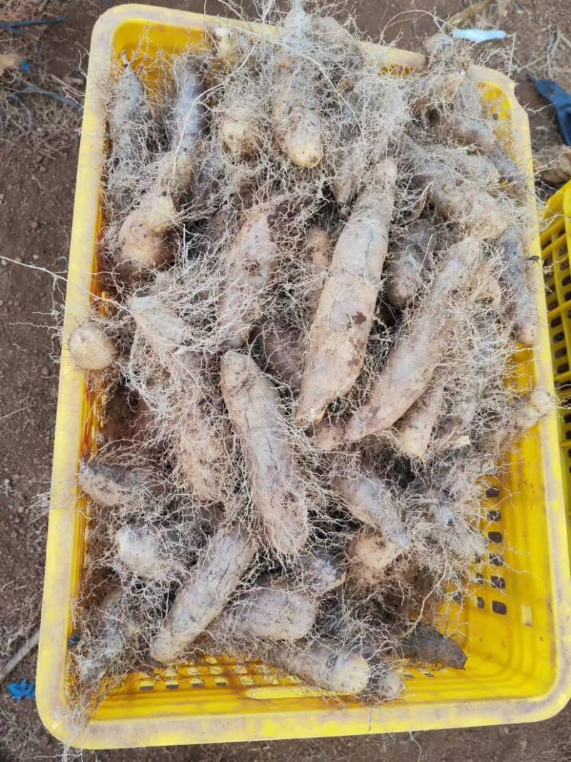 【推荐】广东湛江精品毛薯，现挖现发，品质保证支持视频看货