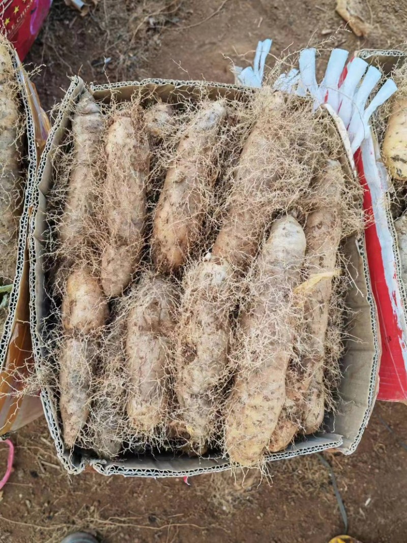 【推荐】广东湛江精品毛薯，现挖现发，品质保证支持视频看货