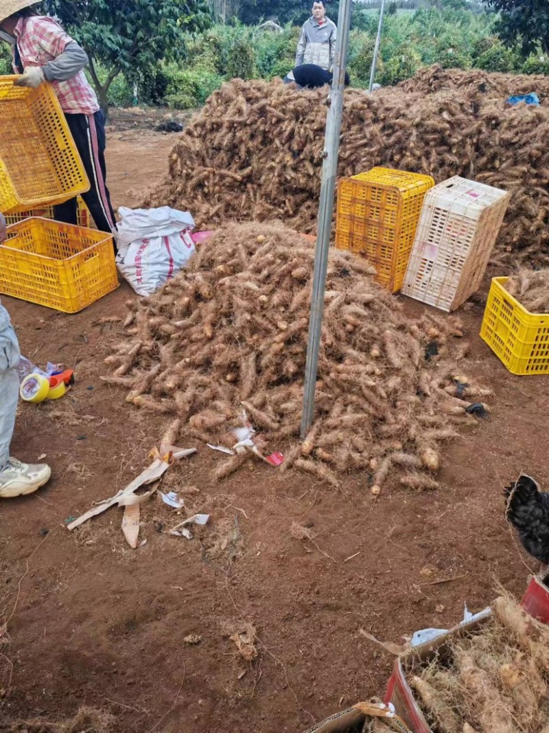 【推荐】广东湛江精品毛薯，现挖现发，品质保证支持视频看货