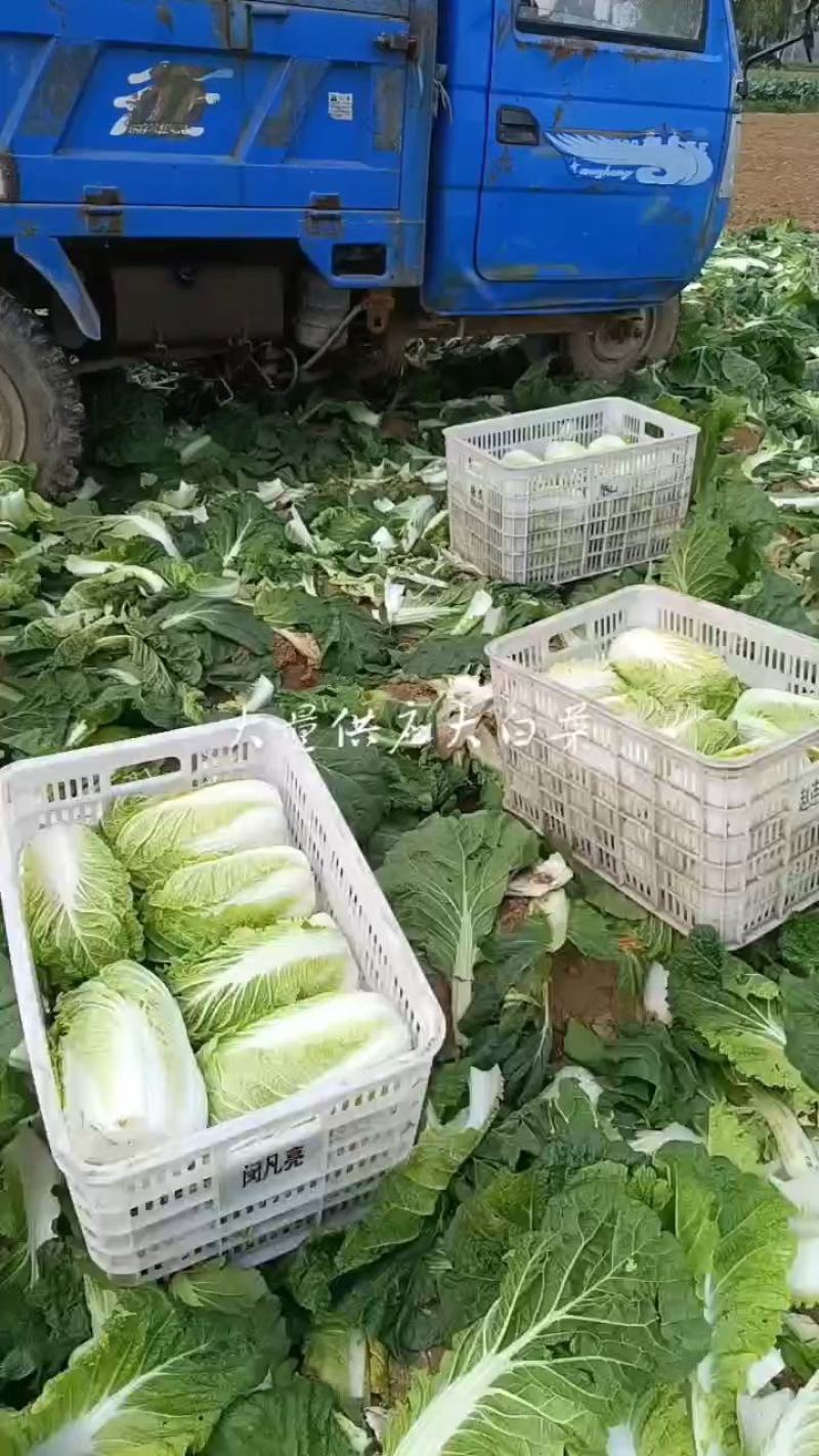 北京三号白菜，精品包纸大量供应，产地直发