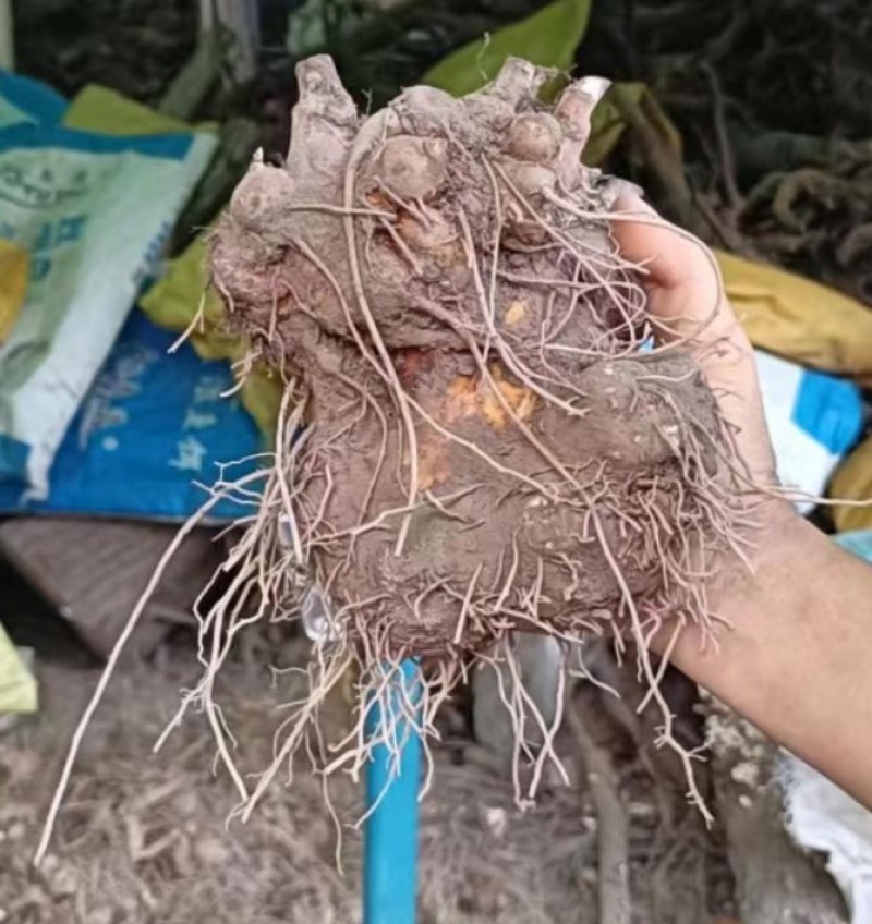 浙江白术苗
