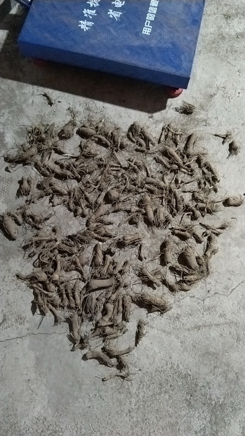 浙江白术苗