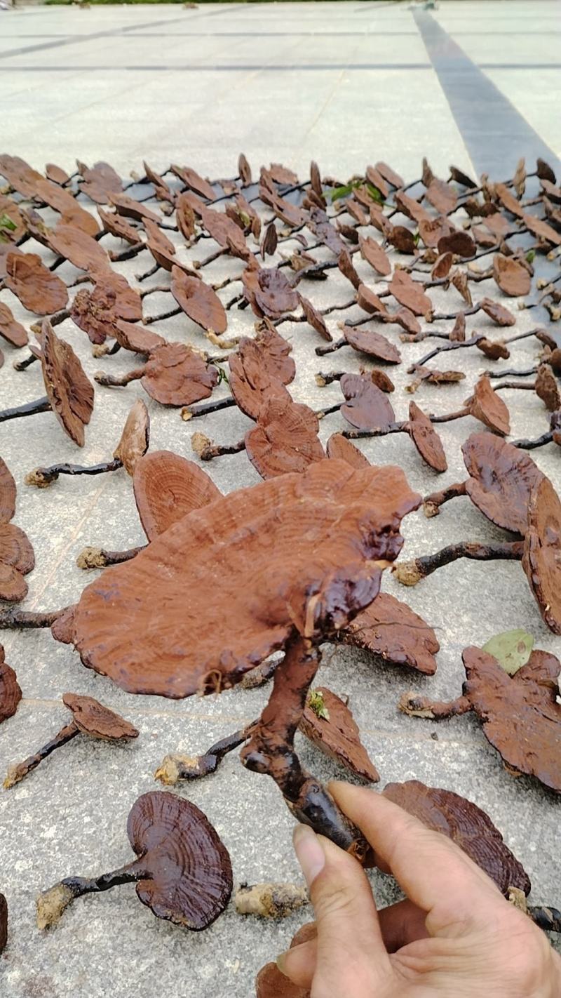 深山老林紫灵芝广西桂林一手货源产地直发欢迎电联