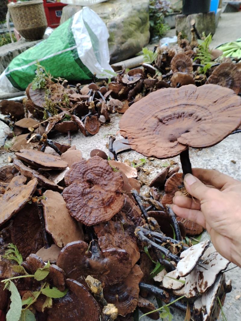 深山老林紫灵芝广西桂林一手货源产地直发欢迎电联