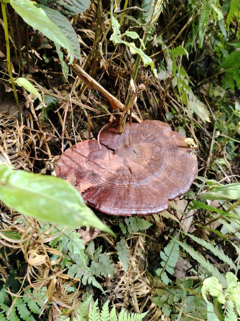 深山老林紫灵芝广西桂林一手货源产地直发欢迎电联