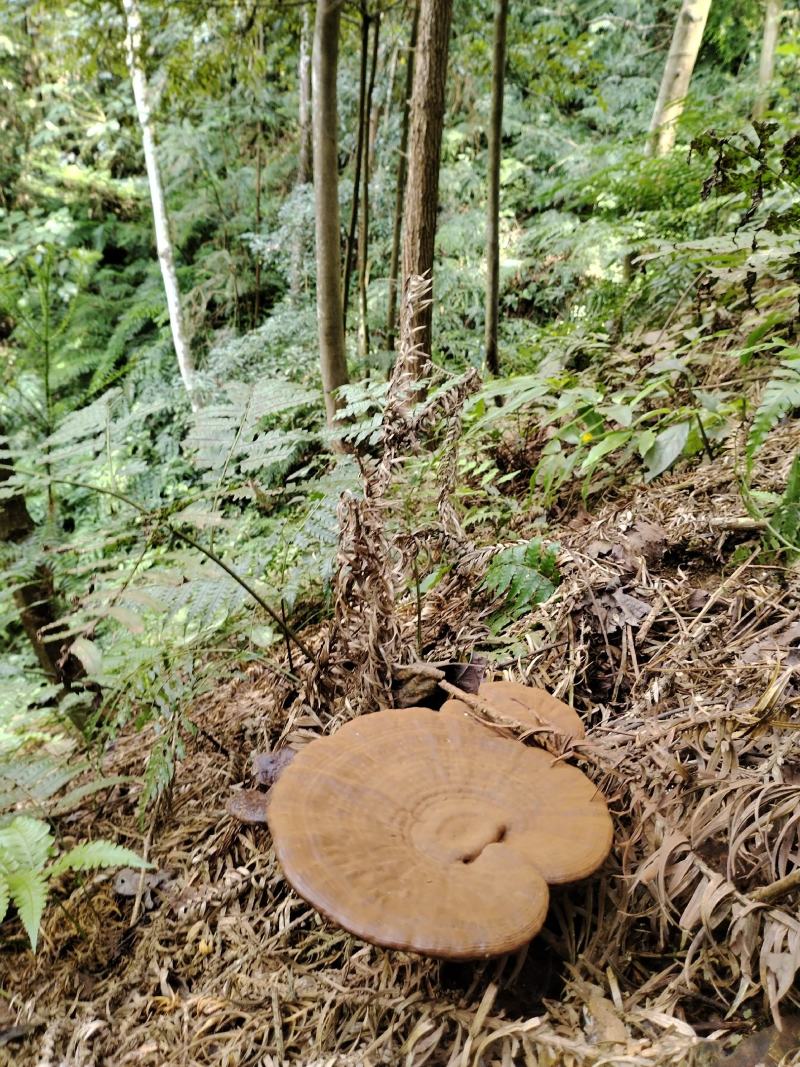 深山老林紫灵芝广西桂林一手货源产地直发欢迎电联