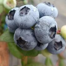 贵州蓝莓鲜果来克西产地发货量大电联