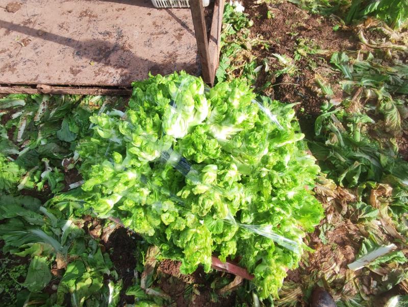 四川新鲜儿菜现砍现发农家自种大量上市货源稳定欢迎咨询