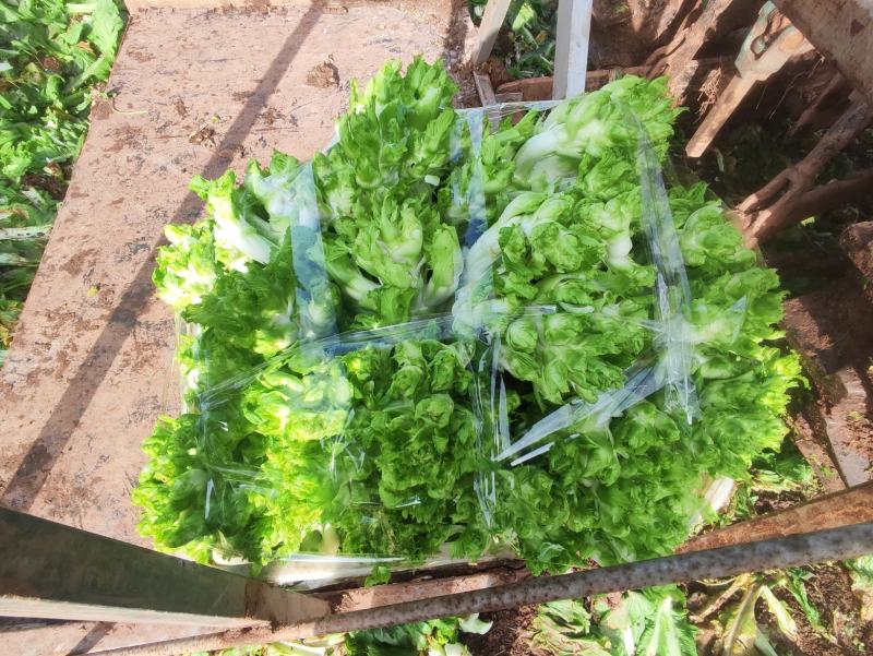 四川新鲜儿菜现砍现发农家自种大量上市货源稳定欢迎咨询